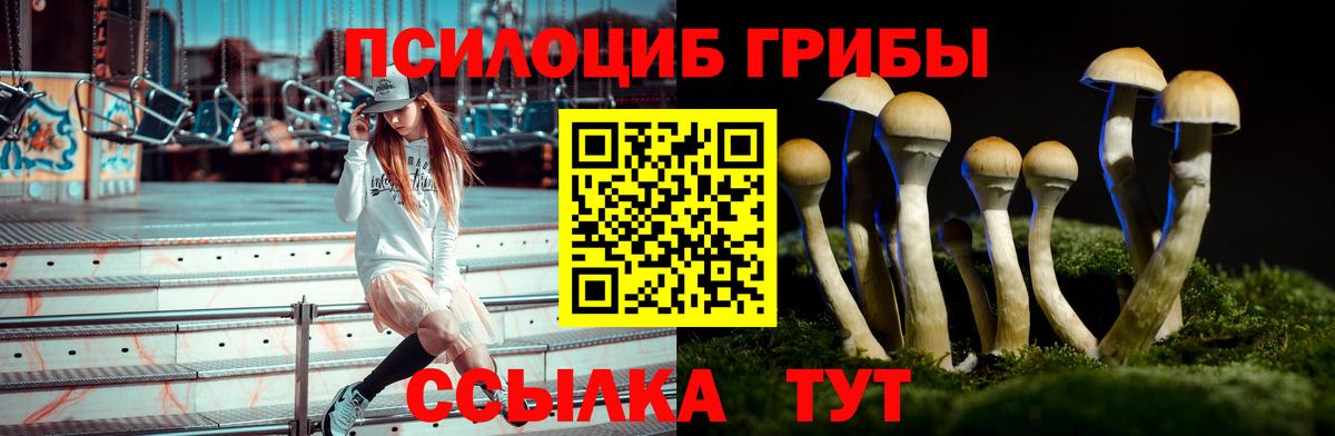 Псилоцибиновые грибы Psilocybine cubensis Заводоуковск